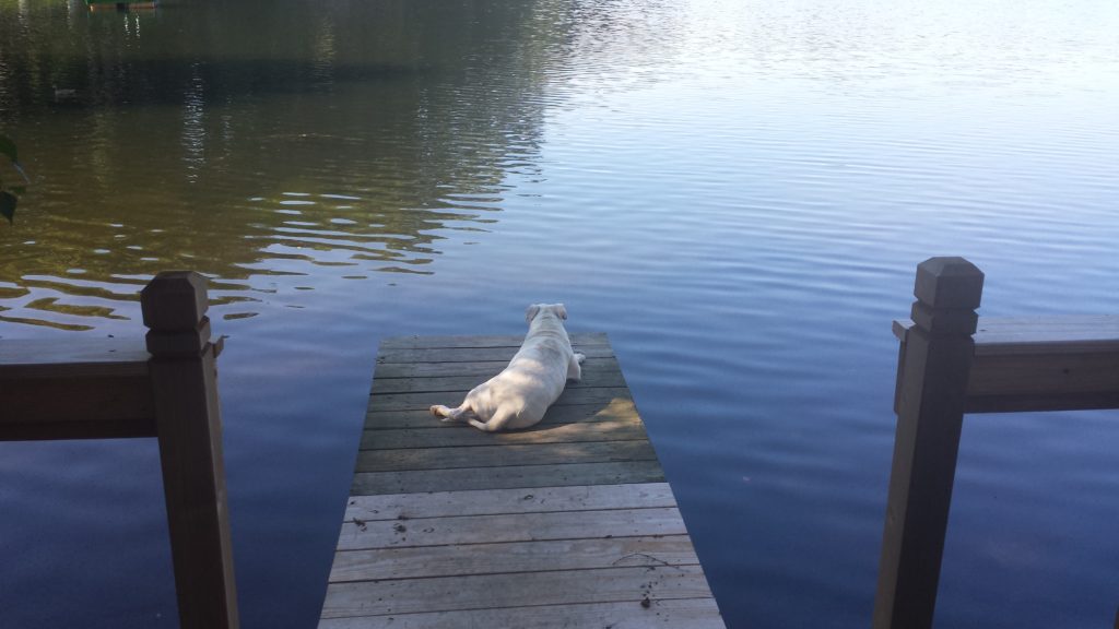 A dog sitting on the end of a dock in water.